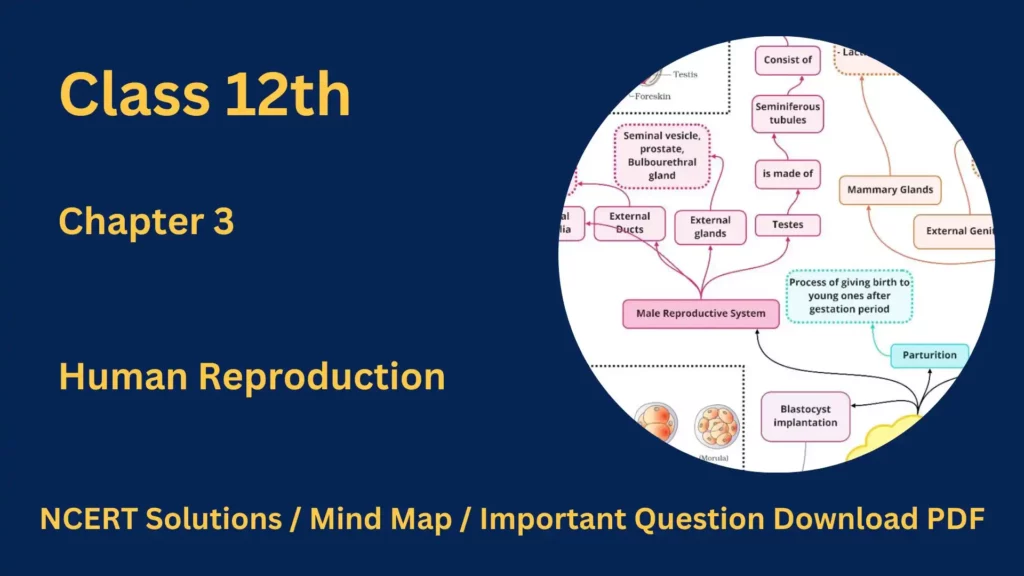 Class 12 Biology Chapter 3 Human Reproduction