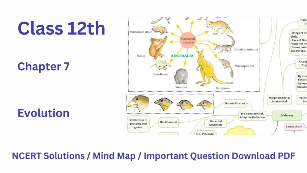 NCERT Solution Class 12 Biology Chapter 7 Evolution with mind map