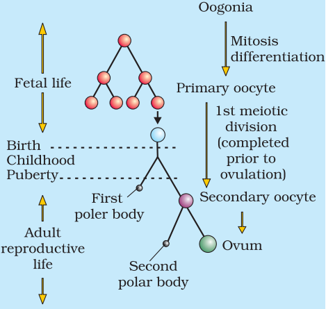 NCERT Solution Class 12 Biology Chapter 3 Human Reproduction – Class 12 Biology Chapter 3