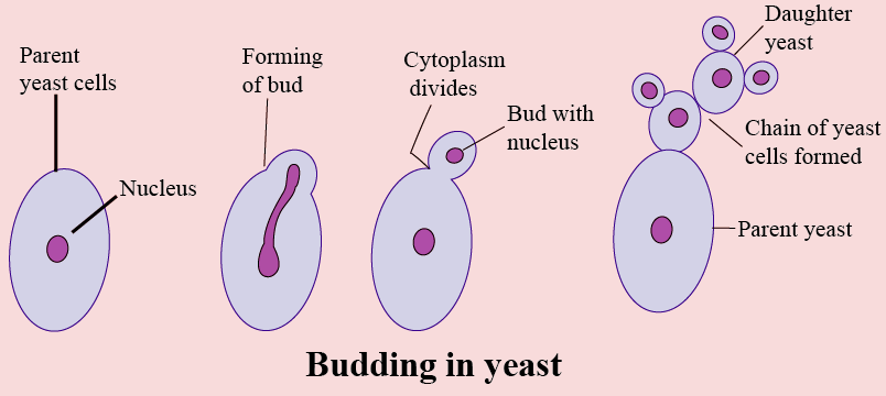 NCERT Solution Class 12 Biology Chapter 1 Reproduction in Organisms – Class 12 Biology Chapter 1