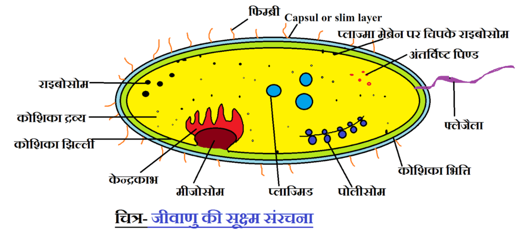 NCERT Solution Class 8 Science Chapter 2 in Hindi सूक्ष्मजीव: मित्र एवं शत्रु – 8 Science Chapter 2 in Hindi