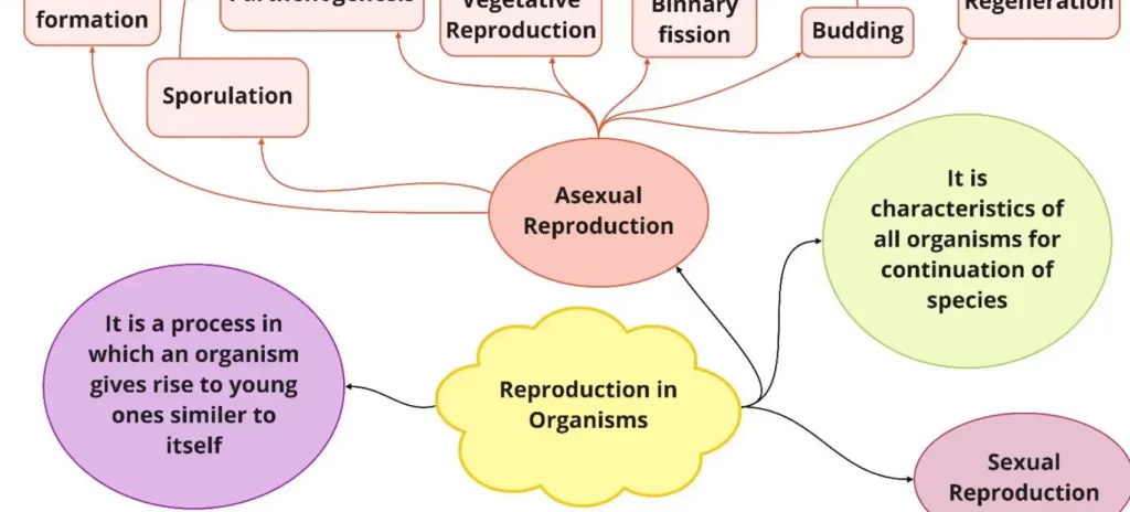 Chapter -1 Reproduction in Organism mind map