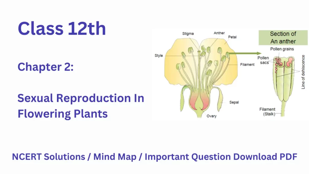 Class 12 Biology Chapter 2 Sexual Reproduction In Flowering Plants