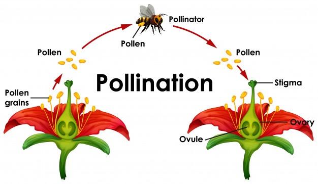 NCERT Solution Class 12 Biology Chapter 2 Sexual Reproduction In Flowering Plants – Class 12 Biology Chapter 2