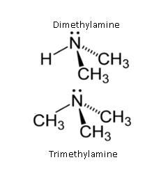 NCERT Solution / Notes Class 12 Chemistry Chapter 13 Amines – Class 12 Chemistry Chapter 13