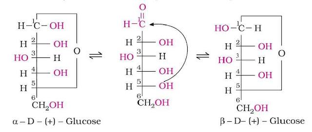 NCERT Solution / Notes Class 12 Chemistry Chapter 14 Biomolecules – Class 12 Chemistry Chapter 14