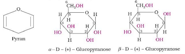 NCERT Solution / Notes Class 12 Chemistry Chapter 14 Biomolecules – Class 12 Chemistry Chapter 14