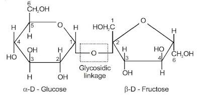 NCERT Solution / Notes Class 12 Chemistry Chapter 14 Biomolecules – Class 12 Chemistry Chapter 14