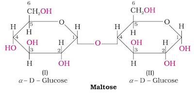 NCERT Solution / Notes Class 12 Chemistry Chapter 14 Biomolecules – Class 12 Chemistry Chapter 14