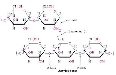 NCERT Solution / Notes Class 12 Chemistry Chapter 14 Biomolecules – Class 12 Chemistry Chapter 14