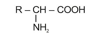 NCERT Solution / Notes Class 12 Chemistry Chapter 14 Biomolecules – Class 12 Chemistry Chapter 14