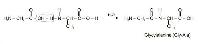 NCERT Solution / Notes Class 12 Chemistry Chapter 14 Biomolecules – Class 12 Chemistry Chapter 14