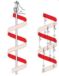 NCERT Solution / Notes Class 12 Chemistry Chapter 14 Biomolecules – Class 12 Chemistry Chapter 14