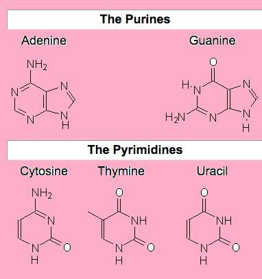 NCERT Solution / Notes Class 12 Chemistry Chapter 14 Biomolecules – Class 12 Chemistry Chapter 14