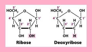 NCERT Solution / Notes Class 12 Chemistry Chapter 14 Biomolecules – Class 12 Chemistry Chapter 14