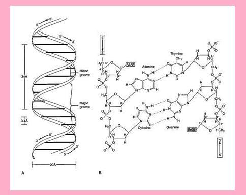 NCERT Solution / Notes Class 12 Chemistry Chapter 14 Biomolecules – Class 12 Chemistry Chapter 14