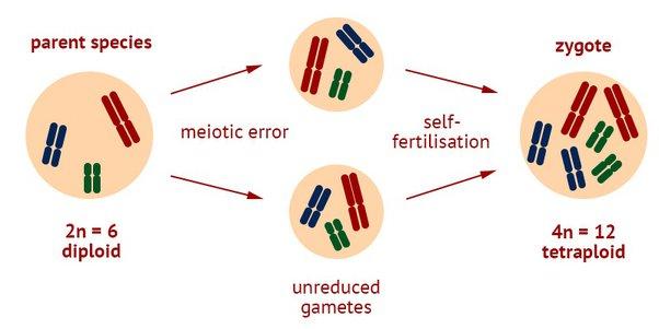 NCERT Solution Class 12 Biology Chapter 5 Principles of Inheritance and Variation – Class 12 Biology Chapter 5