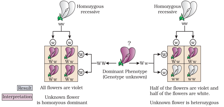 NCERT Solution Class 12 Biology Chapter 5 Principles of Inheritance and Variation – Class 12 Biology Chapter 5