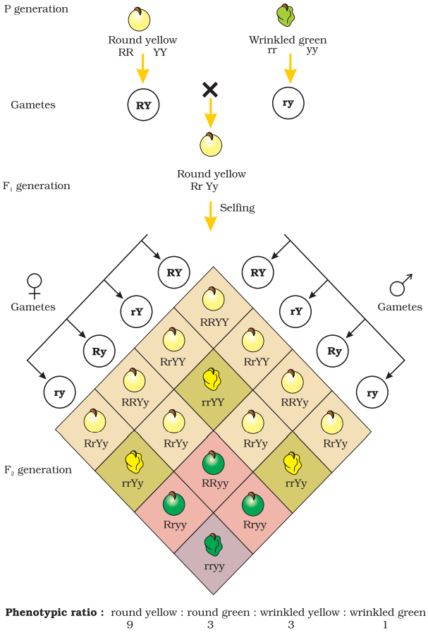 NCERT Solution Class 12 Biology Chapter 5 Principles of Inheritance and Variation – Class 12 Biology Chapter 5