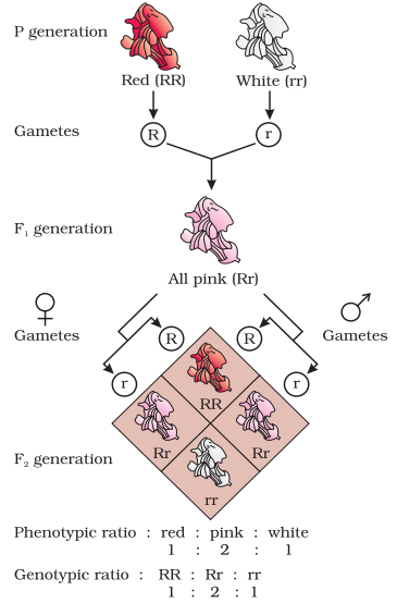 NCERT Solution Class 12 Biology Chapter 5 Principles of Inheritance and Variation – Class 12 Biology Chapter 5