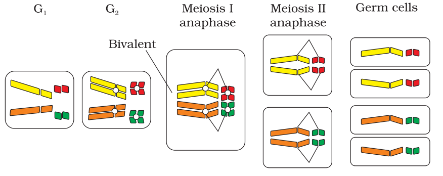 NCERT Solution Class 12 Biology Chapter 5 Principles of Inheritance and Variation – Class 12 Biology Chapter 5