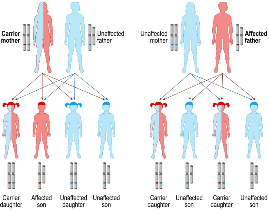 NCERT Solution Class 12 Biology Chapter 5 Principles of Inheritance and Variation – Class 12 Biology Chapter 5