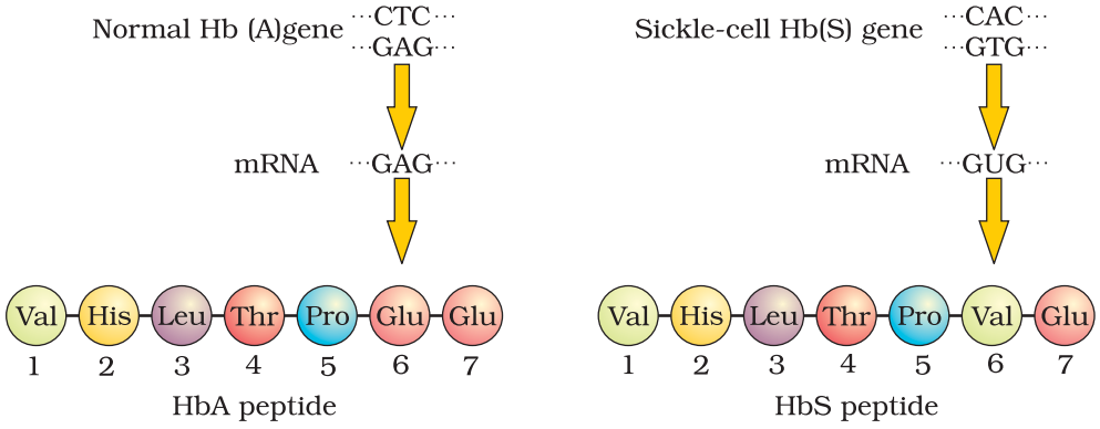 NCERT Solution Class 12 Biology Chapter 5 Principles of Inheritance and Variation – Class 12 Biology Chapter 5