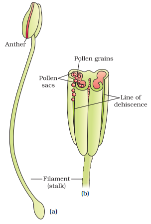 NCERT Solution Class 12 Biology Chapter 2 Sexual Reproduction In Flowering Plants – Class 12 Biology Chapter 2