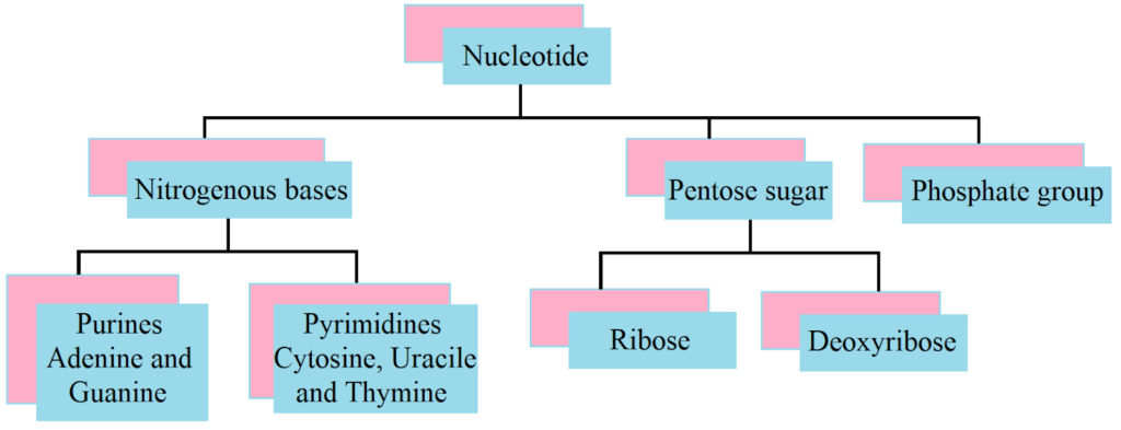 NCERT Solution Class 12 Biology Chapter 6 Molecular Basis of Inheritance