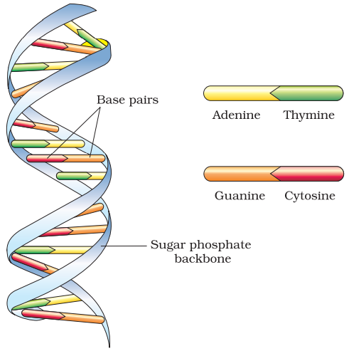 NCERT Solution Class 12 Biology Chapter 6 Molecular Basis of Inheritance – Class 12 Biology Chapter 6