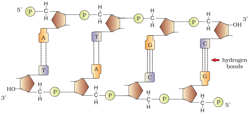 NCERT Solution Class 12 Biology Chapter 6 Molecular Basis of Inheritance – Class 12 Biology Chapter 6