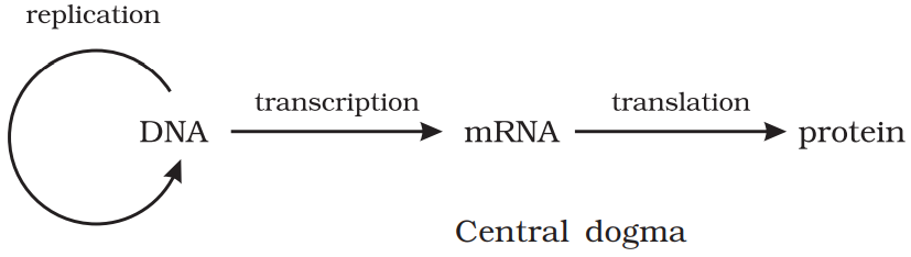 NCERT Solution Class 12 Biology Chapter 6 Molecular Basis of Inheritance