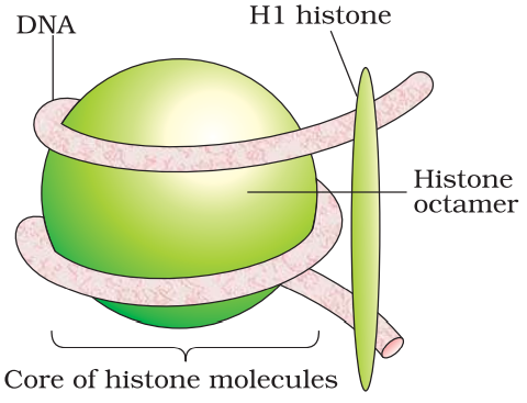 NCERT Solution Class 12 Biology Chapter 6 Molecular Basis of Inheritance – Class 12 Biology Chapter 6