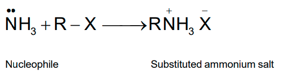 NCERT Solution / Notes Class 12 Chemistry Chapter 13 Amines – Class 12 Chemistry Chapter 13