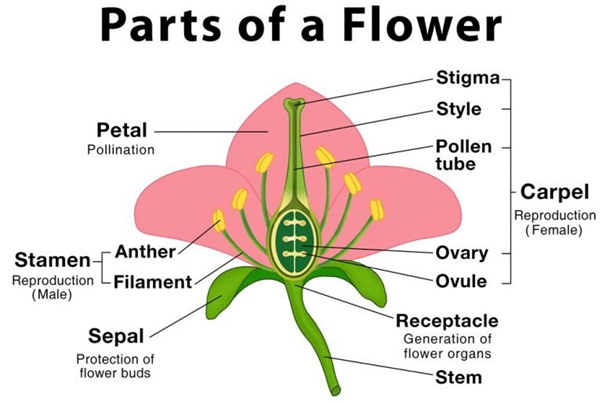 NCERT Solution Class 12 Biology Chapter 2 Sexual Reproduction In Flowering Plants – Class 12 Biology Chapter 2