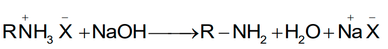 NCERT Solution / Notes Class 12 Chemistry Chapter 13 Amines – Class 12 Chemistry Chapter 13