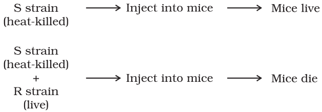 NCERT Solution Class 12 Biology Chapter 6 Molecular Basis of Inheritance – Class 12 Biology Chapter 6