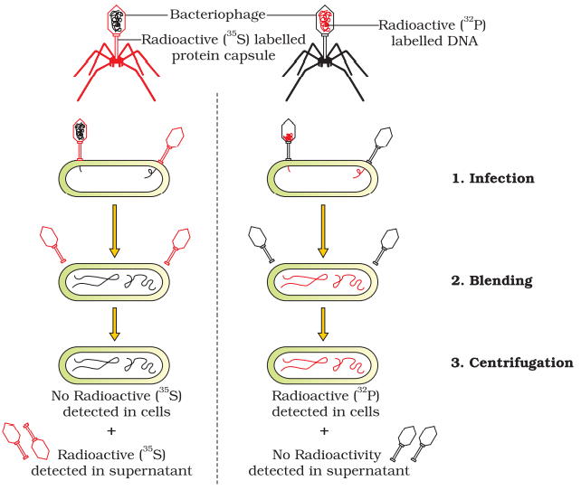 NCERT Solution Class 12 Biology Chapter 6 Molecular Basis of Inheritance – Class 12 Biology Chapter 6