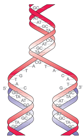 NCERT Solution Class 12 Biology Chapter 6 Molecular Basis of Inheritance – Class 12 Biology Chapter 6