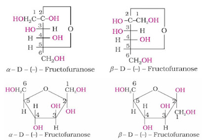 NCERT Solution / Notes Class 12 Chemistry Chapter 14 Biomolecules – Class 12 Chemistry Chapter 14