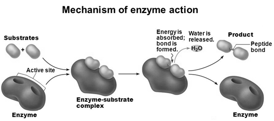 NCERT Solution / Notes Class 12 Chemistry Chapter 14 Biomolecules – Class 12 Chemistry Chapter 14