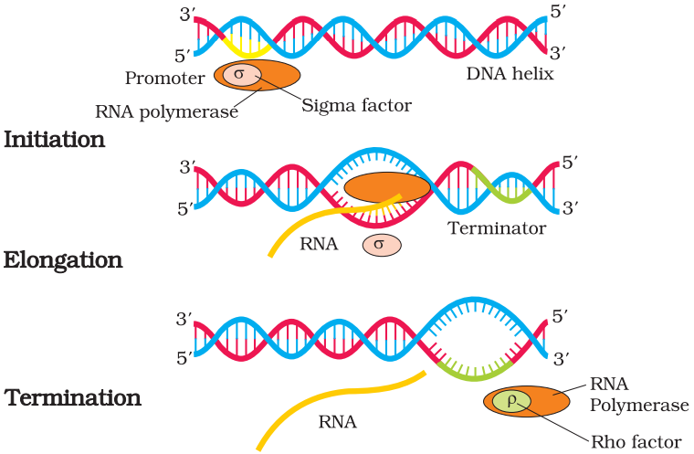 NCERT Solution Class 12 Biology Chapter 6 Molecular Basis of Inheritance – Class 12 Biology Chapter 6