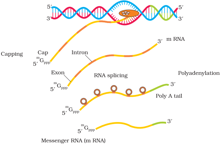 NCERT Solution Class 12 Biology Chapter 6 Molecular Basis of Inheritance – Class 12 Biology Chapter 6