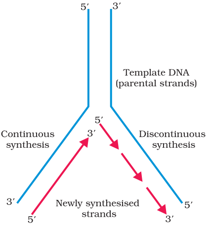 NCERT Solution Class 12 Biology Chapter 6 Molecular Basis of Inheritance – Class 12 Biology Chapter 6