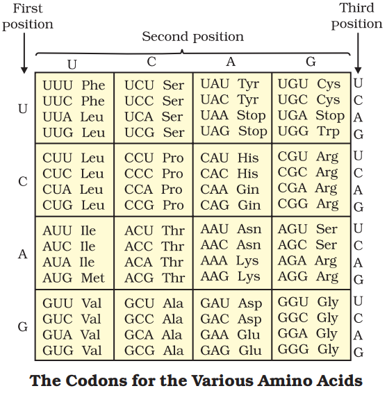 NCERT Solution Class 12 Biology Chapter 6 Molecular Basis of Inheritance – Class 12 Biology Chapter 6