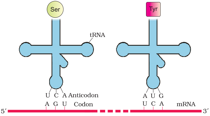 NCERT Solution Class 12 Biology Chapter 6 Molecular Basis of Inheritance – Class 12 Biology Chapter 6