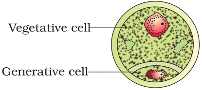 NCERT Solution Class 12 Biology Chapter 2 Sexual Reproduction In Flowering Plants – Class 12 Biology Chapter 2