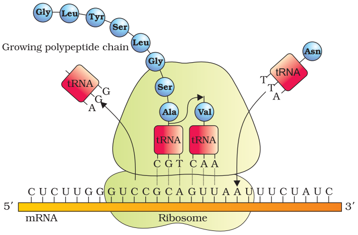 NCERT Solution Class 12 Biology Chapter 6 Molecular Basis of Inheritance – Class 12 Biology Chapter 6