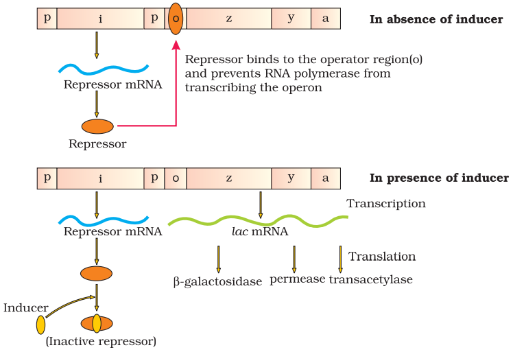 NCERT Solution Class 12 Biology Chapter 6 Molecular Basis of Inheritance – Class 12 Biology Chapter 6