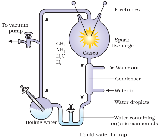 NCERT Solution Class 12 Biology Chapter 7 Evolution – Class 12 Biology Chapter 7